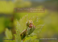 This photograph of a budding grape cluster was shot with a nikon macro lens zoomed in fully during early spring.