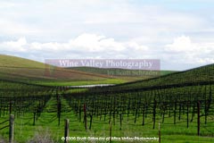 Woven is a Sonoma photograph