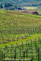 Oblique is a photo that was taken at the mouth of the Napa Valley in the Carneros appellation near Sonoma